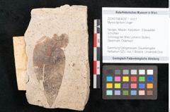 Foto (Objekt + Etikett) von Myrica lignitum Unger (NHMW-GEO-2024-0188-4030)